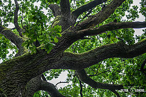 GUR_Tolkmicko_jd_426.jpg